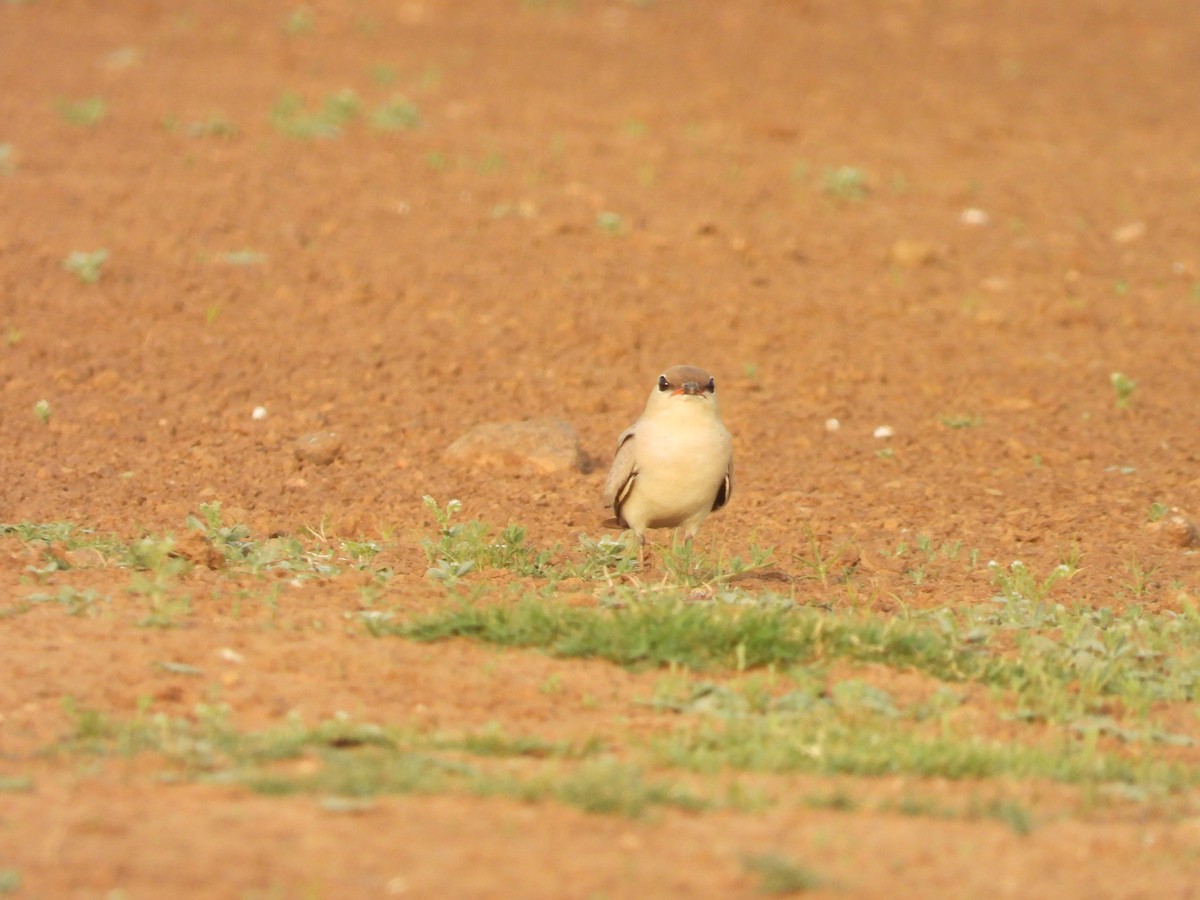 Small Pratincole - ML619933390