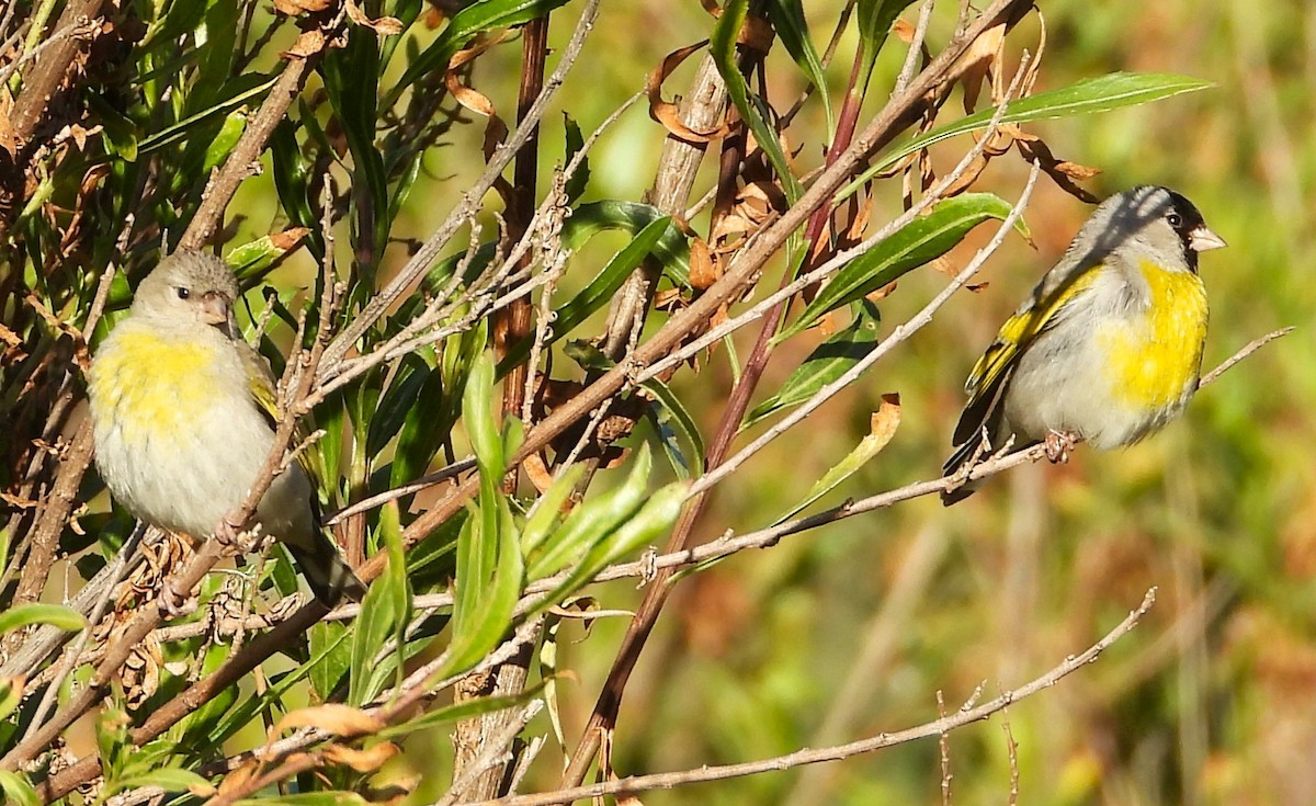 Lawrence's Goldfinch - ML619933396