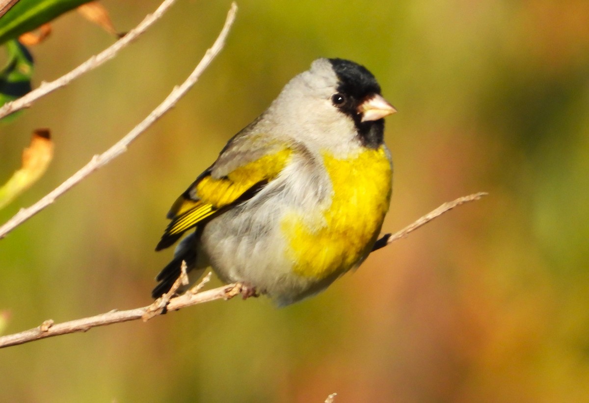 Lawrence's Goldfinch - ML619933397
