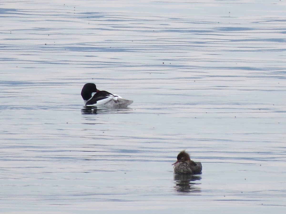 Common Merganser - ML619933398