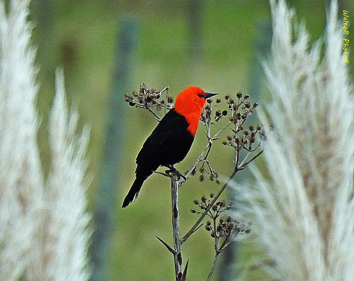 Scarlet-headed Blackbird - ML619933400
