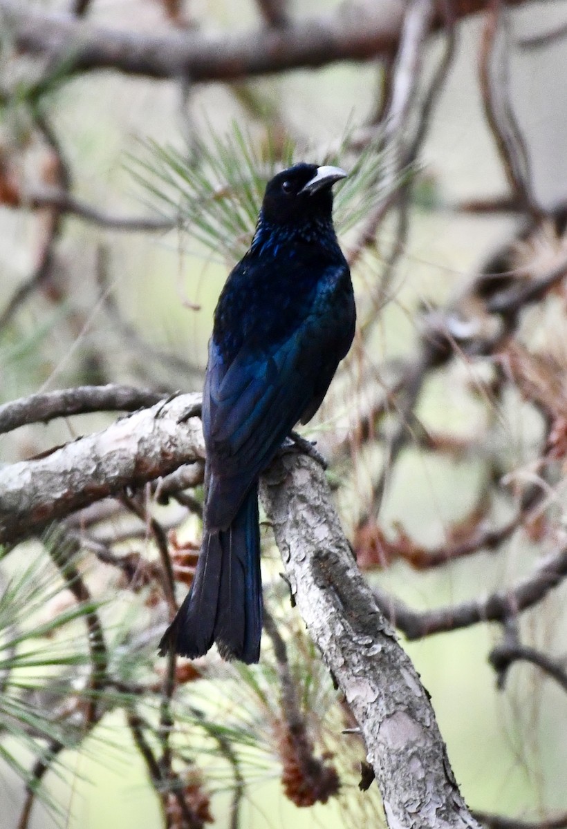 Hair-crested Drongo - ML619933409