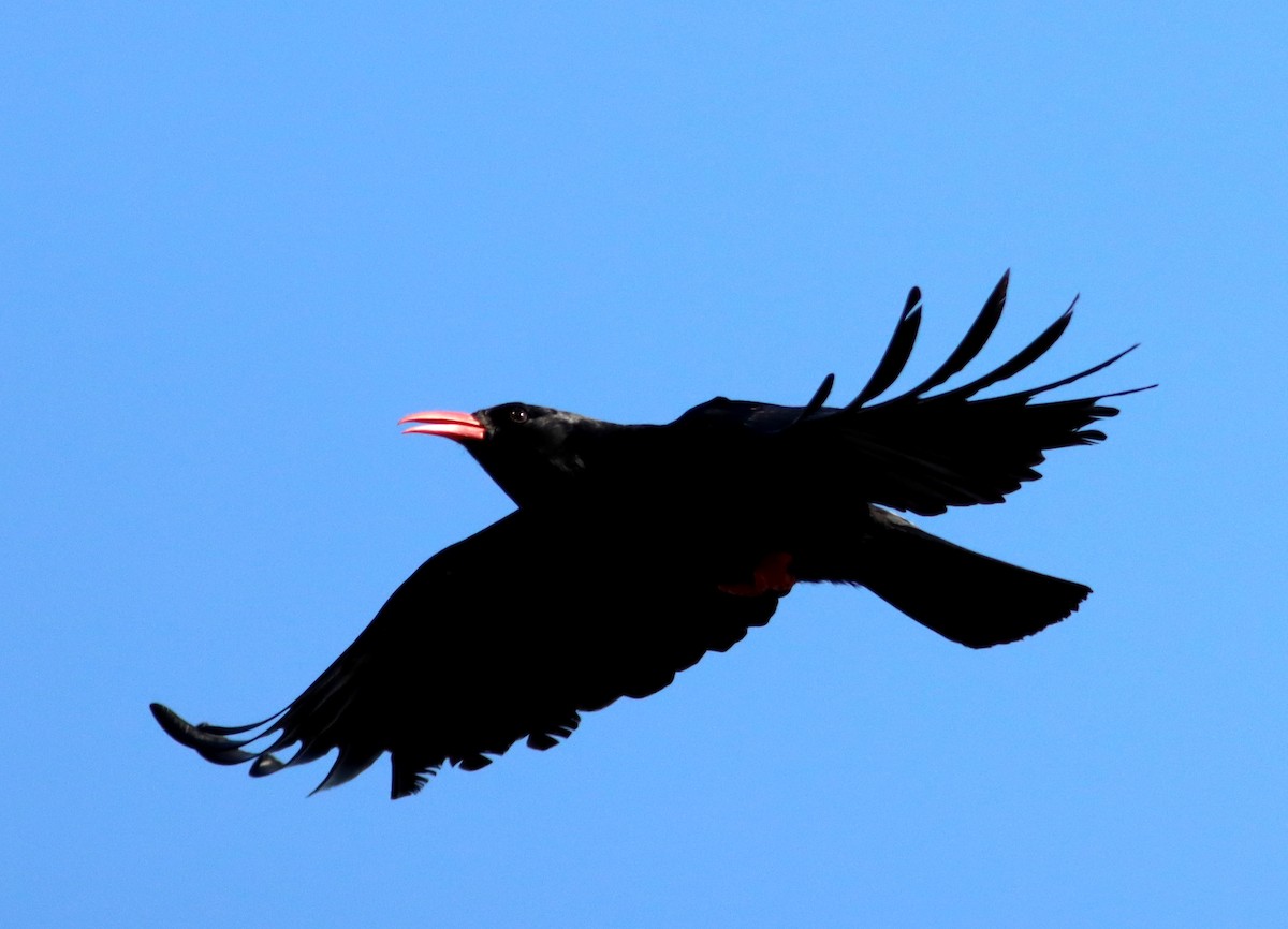 Red-billed Chough - ML619933416