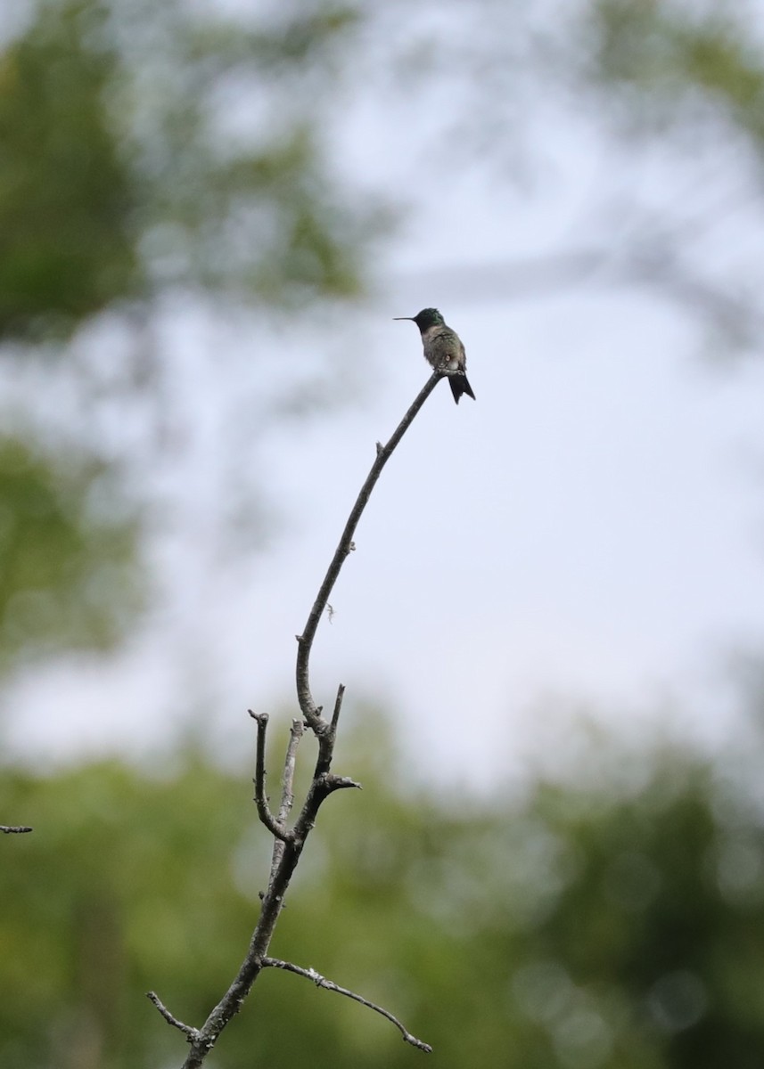 Ruby-throated Hummingbird - ML619933418