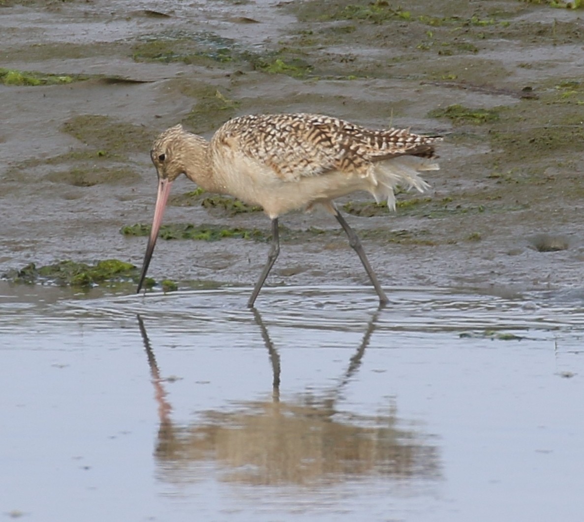 Marbled Godwit - ML619933425