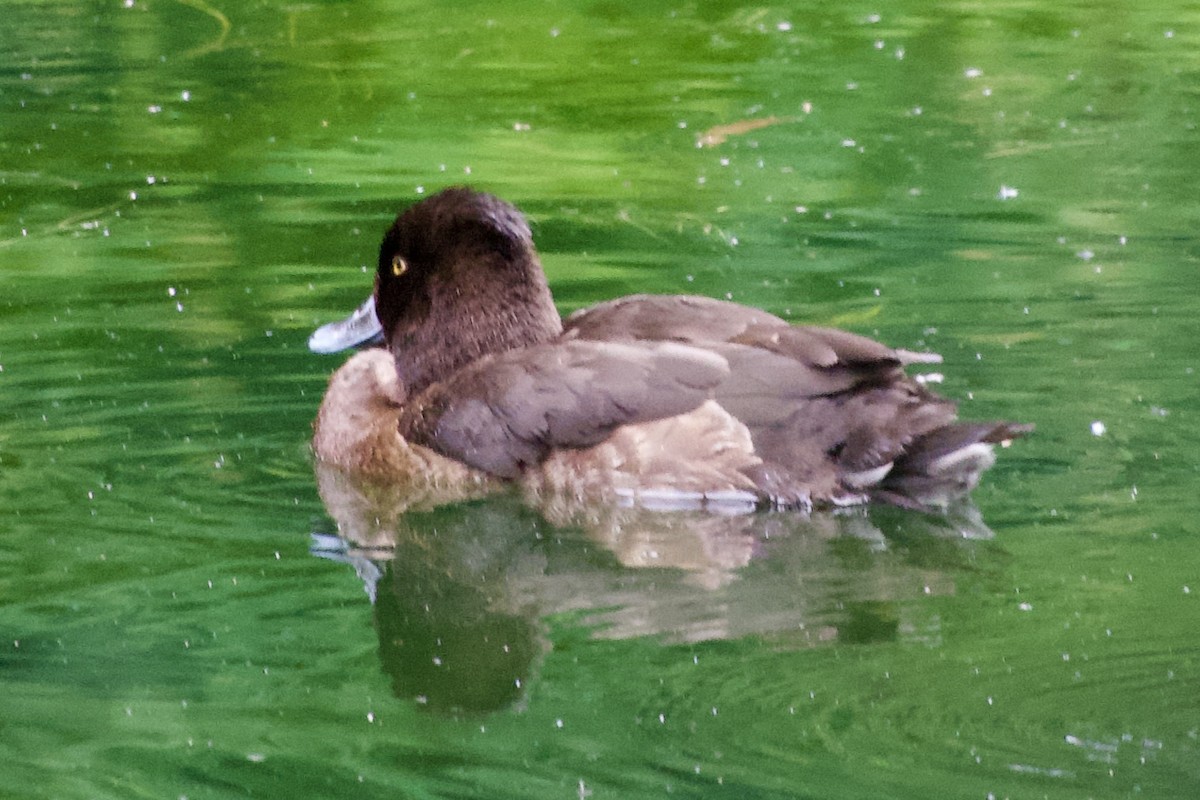 Tufted Duck - ML619933452