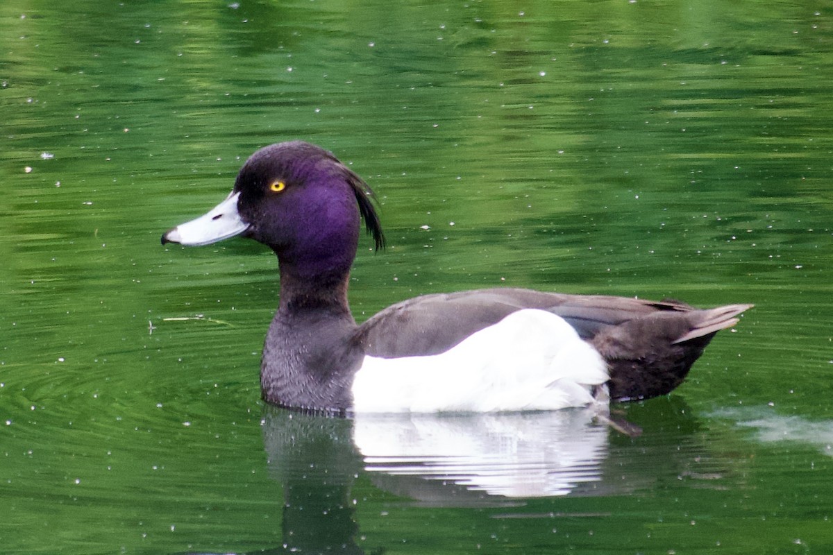 Tufted Duck - ML619933453