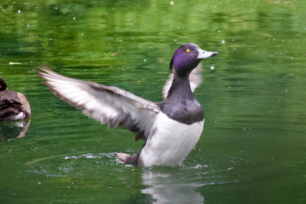 Tufted Duck - Curtis Higgins