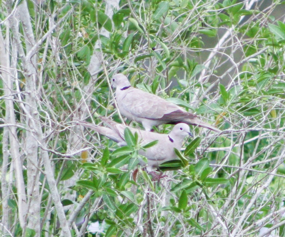 Eurasian Collared-Dove - ML619933458