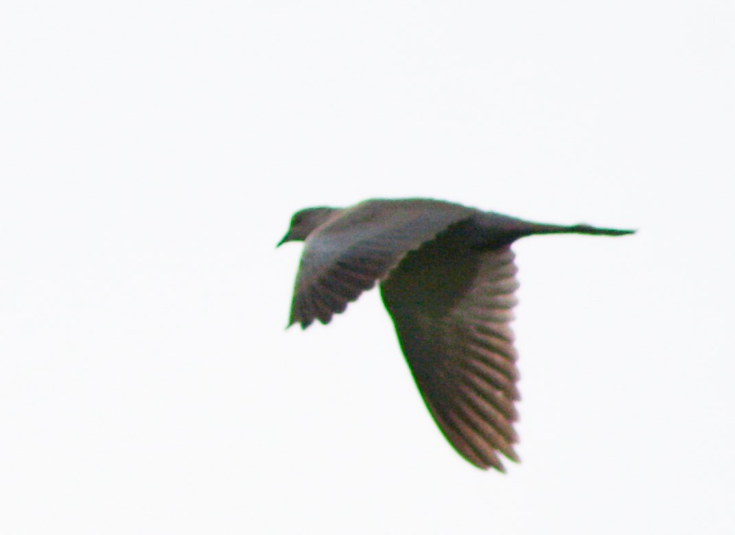 Eurasian Collared-Dove - ML619933466