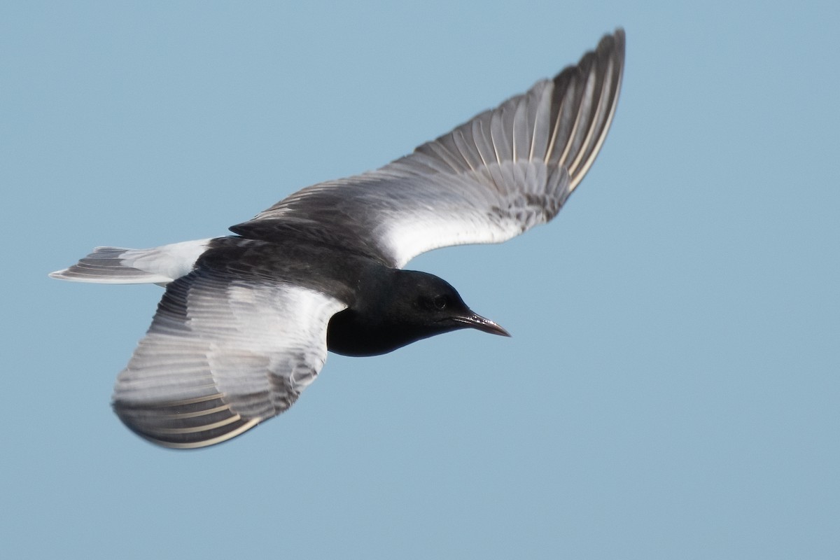 White-winged Tern - ML619933469