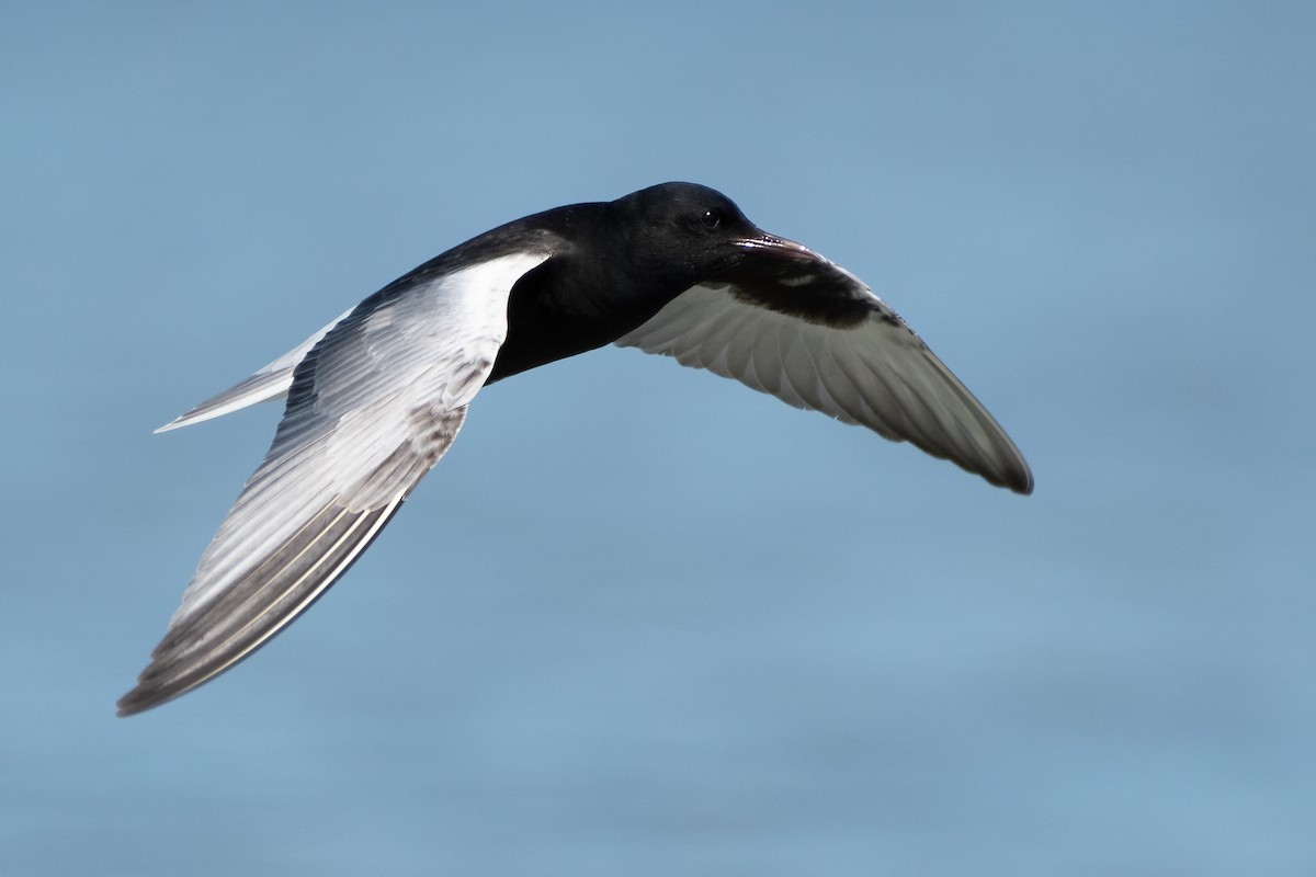 White-winged Tern - ML619933473
