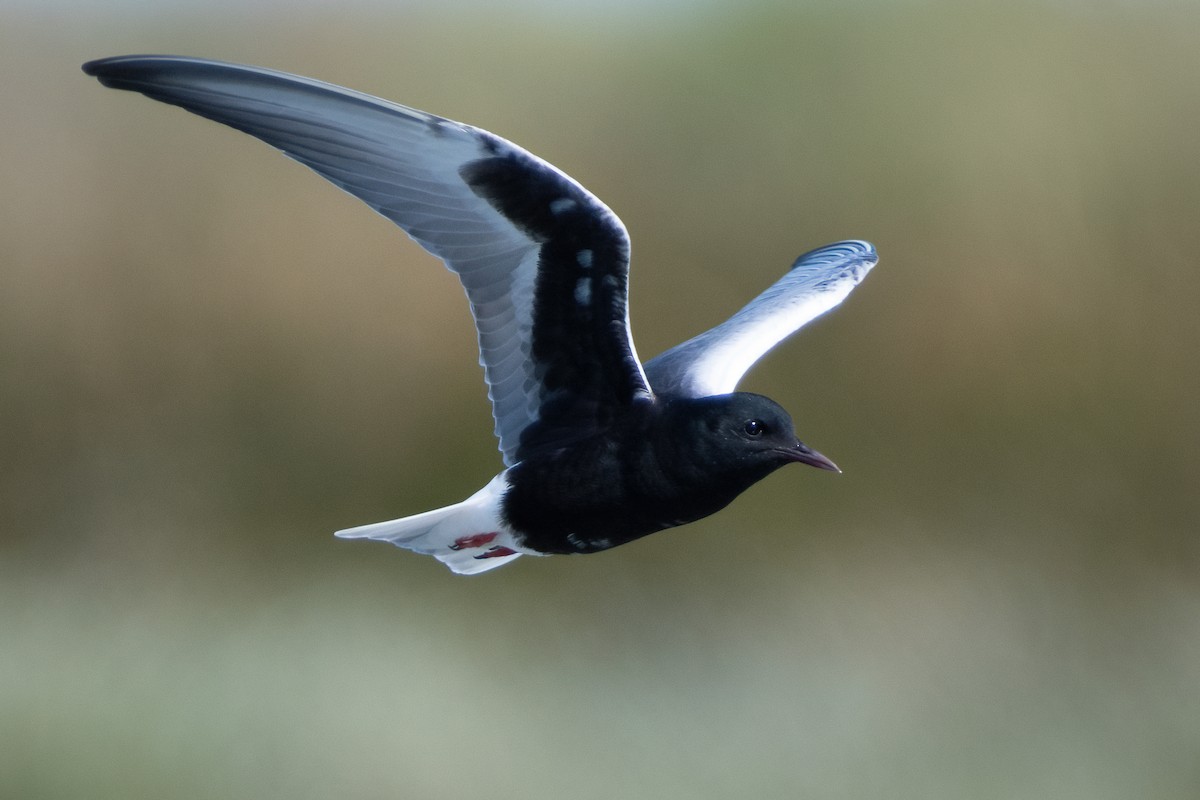White-winged Tern - ML619933479