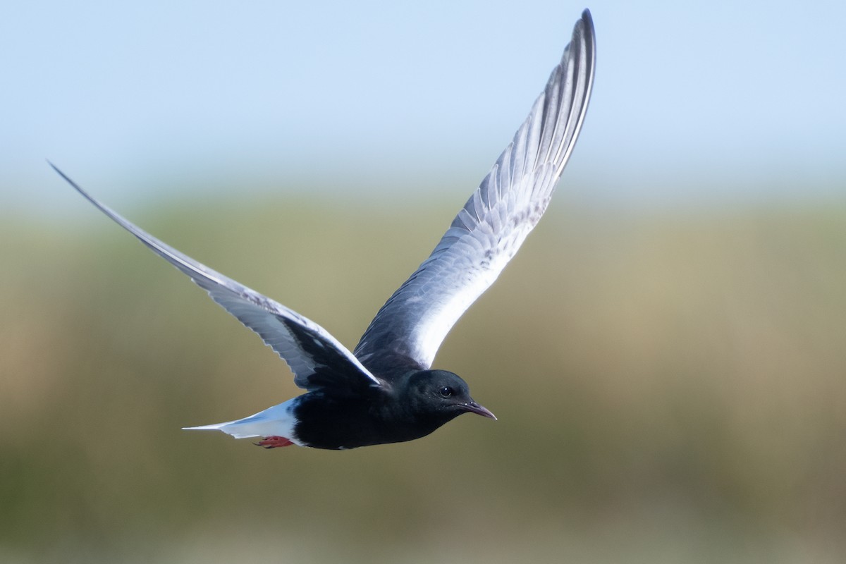 White-winged Tern - ML619933481