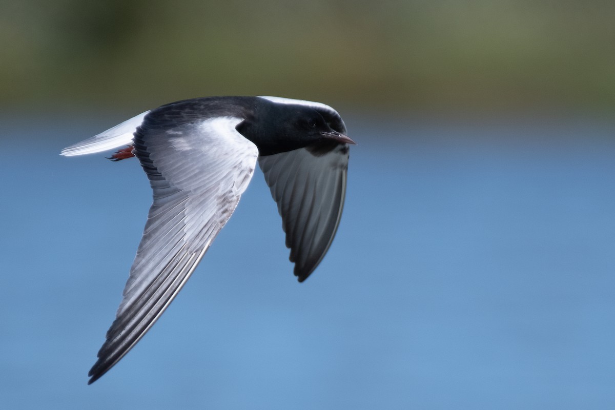 White-winged Tern - ML619933482