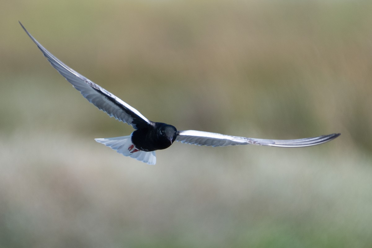White-winged Tern - ML619933483