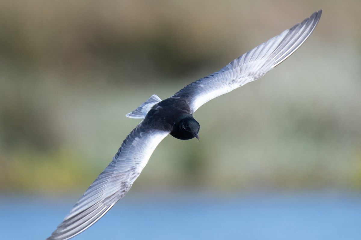 White-winged Tern - ML619933490