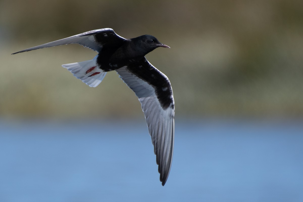 White-winged Tern - ML619933492