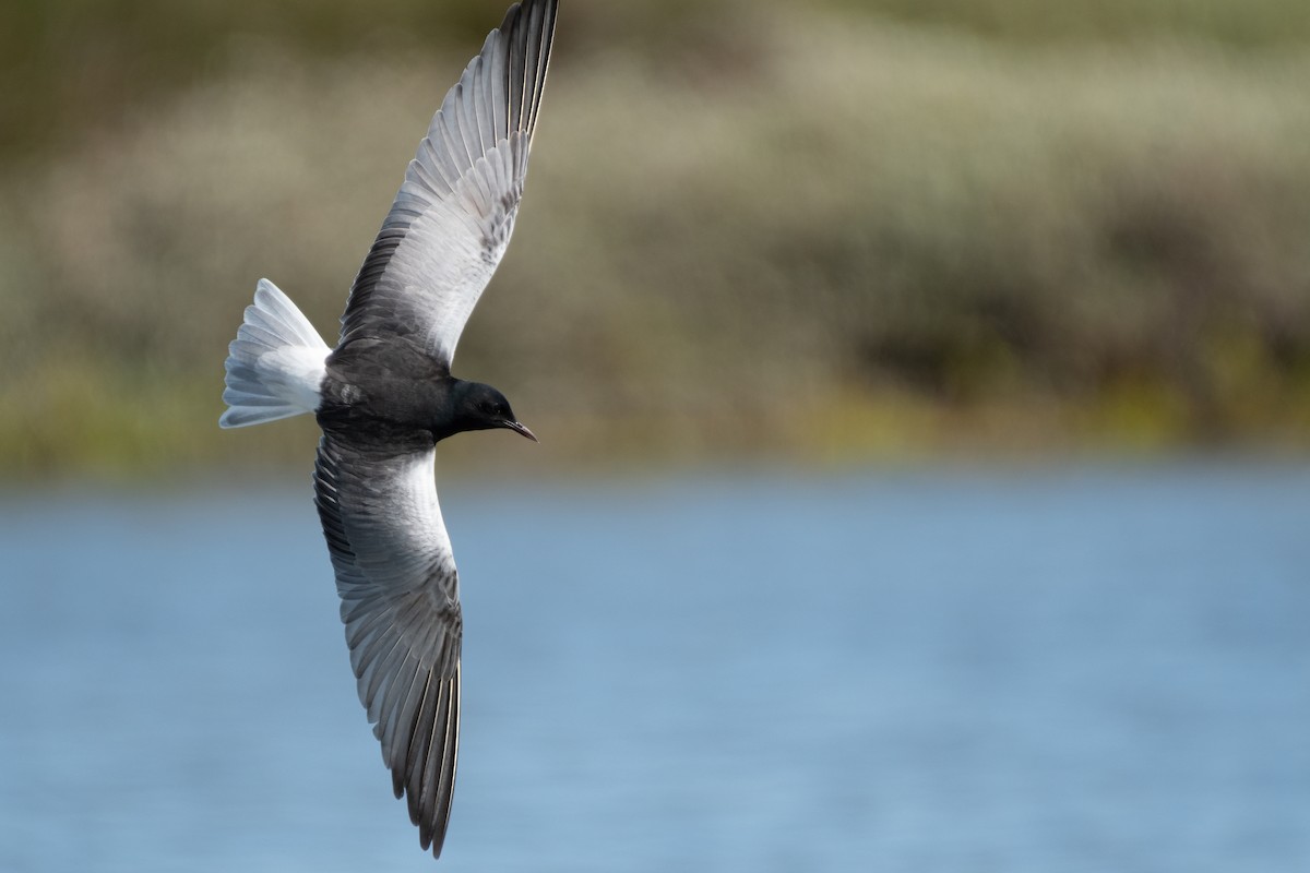 White-winged Tern - ML619933493