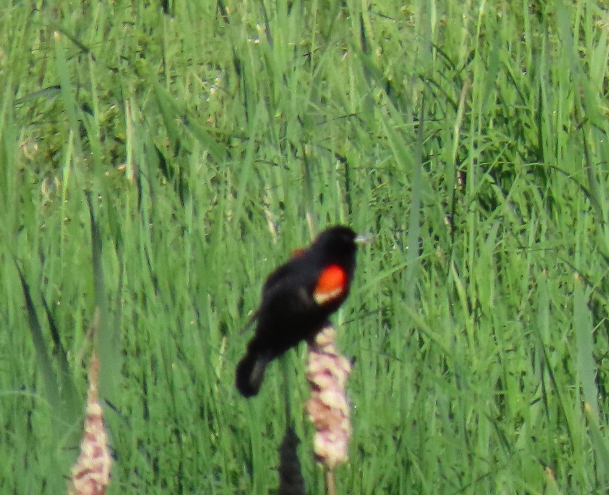 Red-winged Blackbird - ML619933504