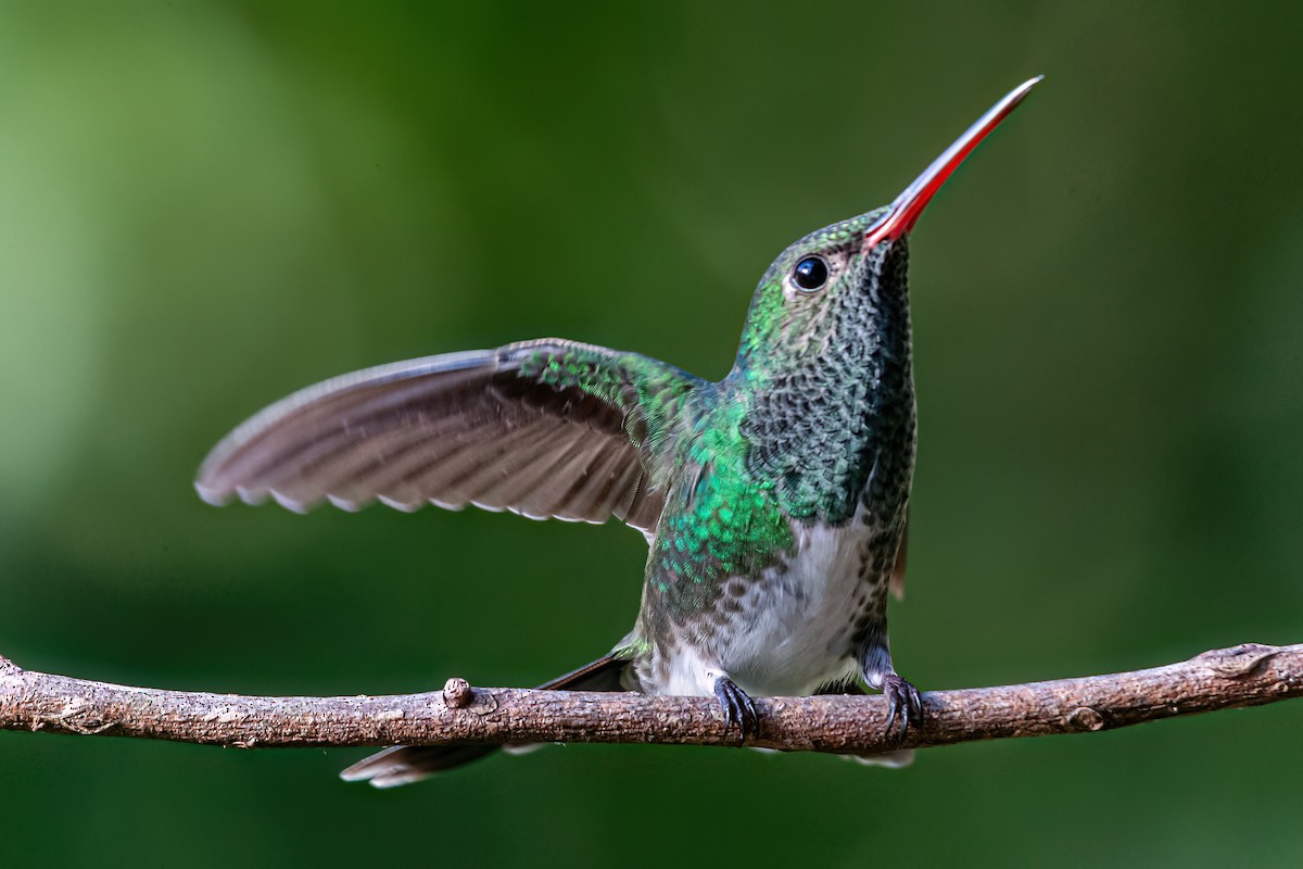kolibřík zrcadlový - ML619933513
