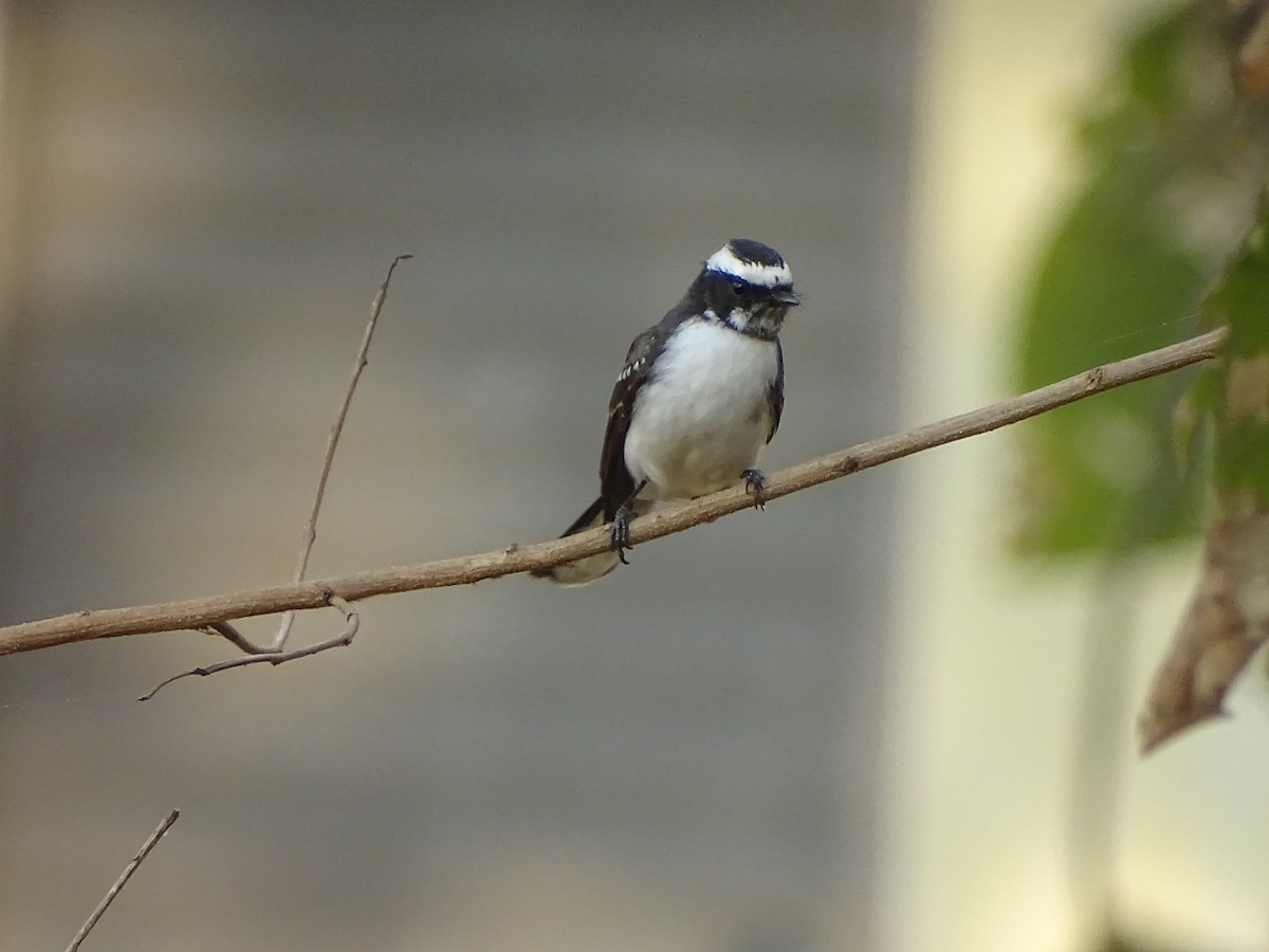 White-browed Fantail - ML619933518