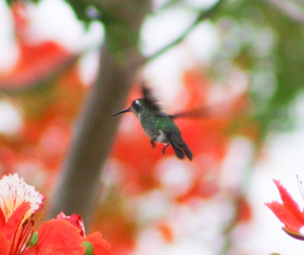 kolibřík kubánský - ML619933536