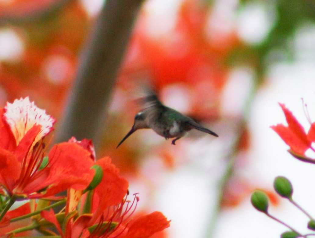 kolibřík kubánský - ML619933538