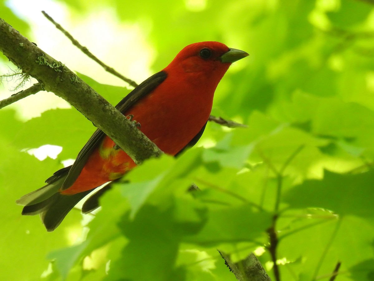 Scarlet Tanager - ML619933542
