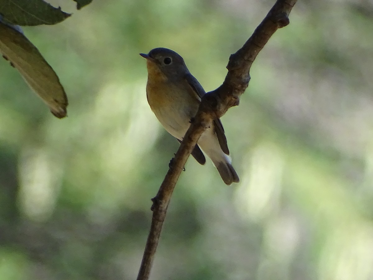 Red-breasted Flycatcher - ML619933556