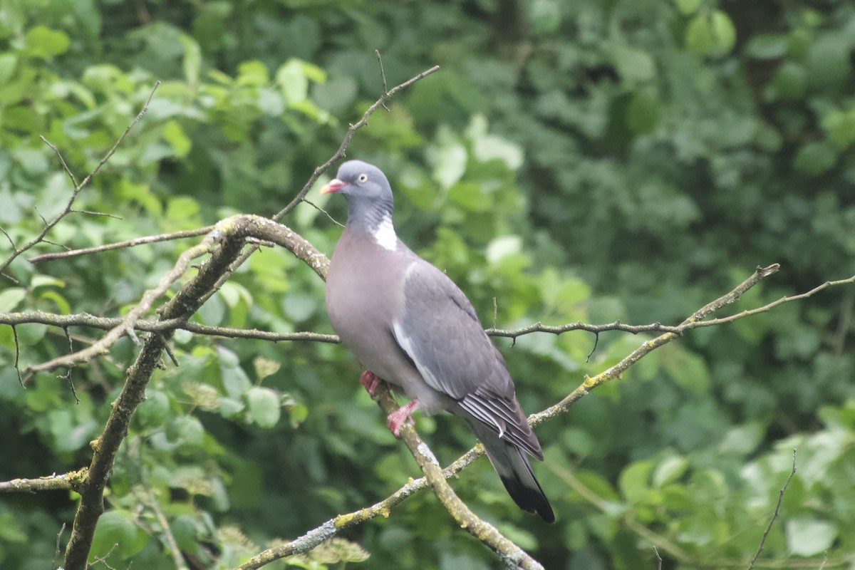 Common Wood-Pigeon - ML619933559