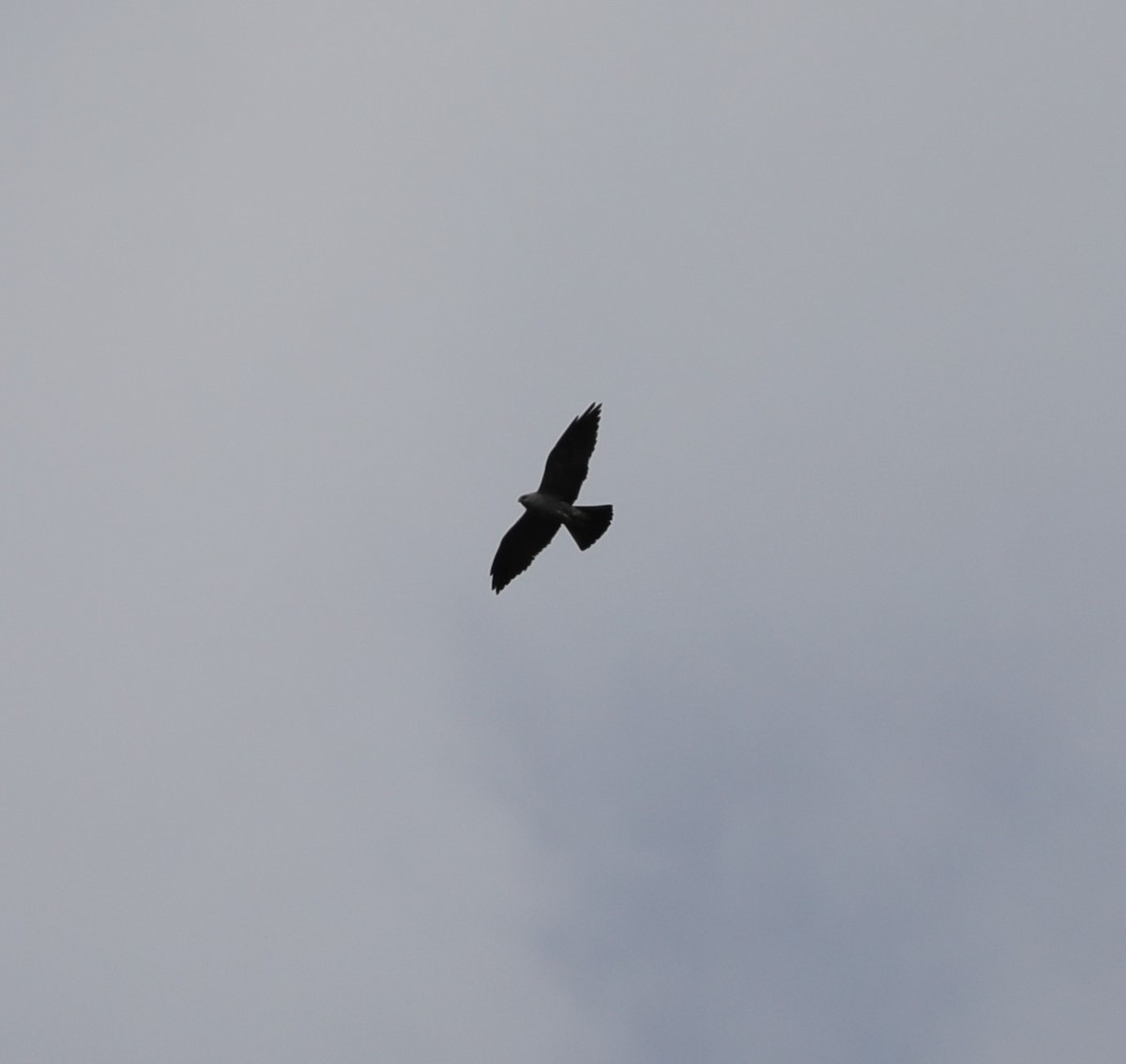 Mississippi Kite - ML619933560