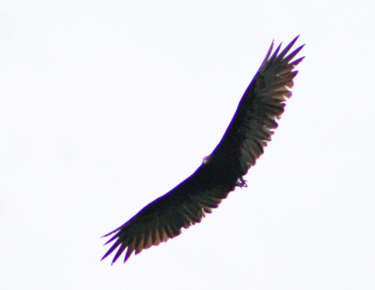Turkey Vulture - ML619933561