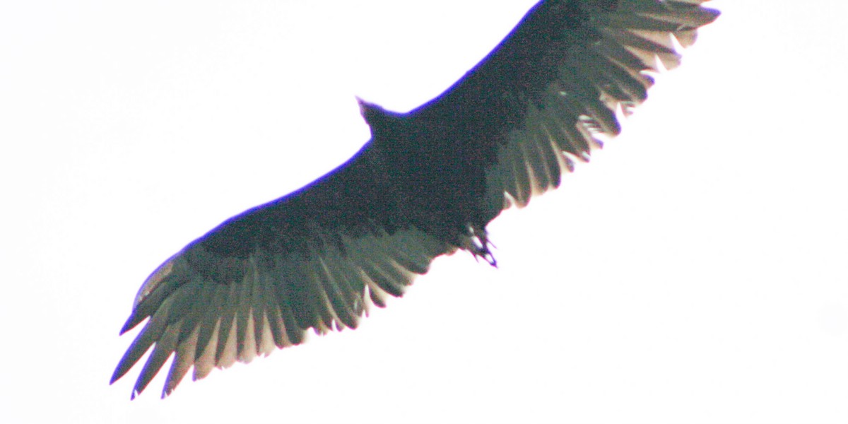 Turkey Vulture - ML619933562