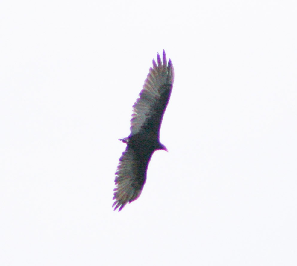 Turkey Vulture - ML619933563