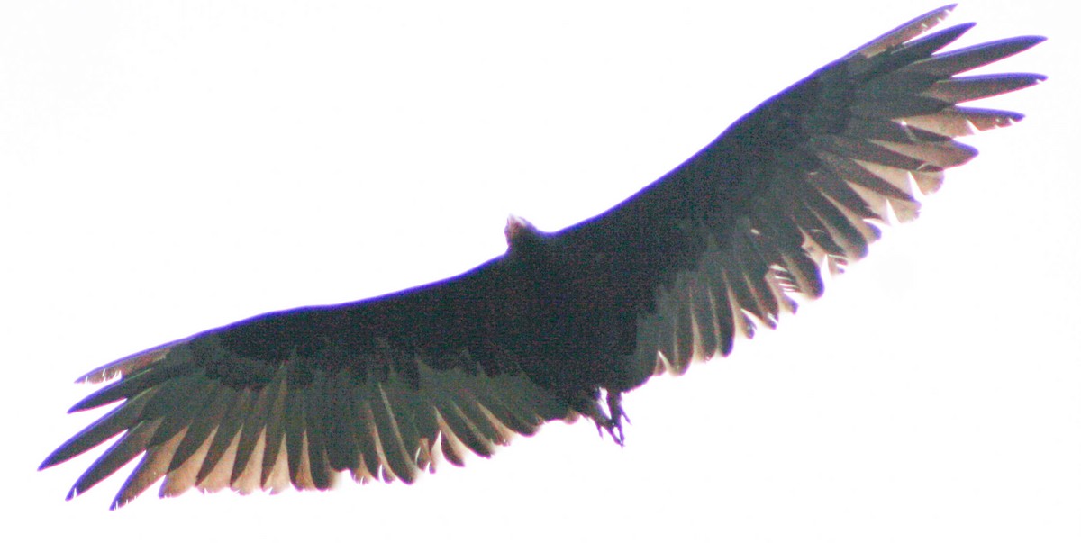 Turkey Vulture - ML619933564
