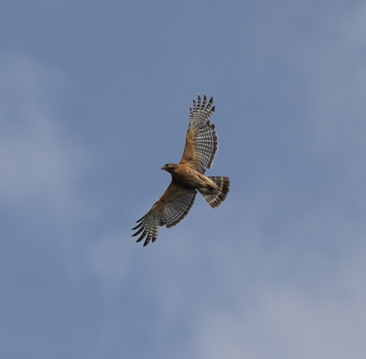 Red-shouldered Hawk - ML619933570