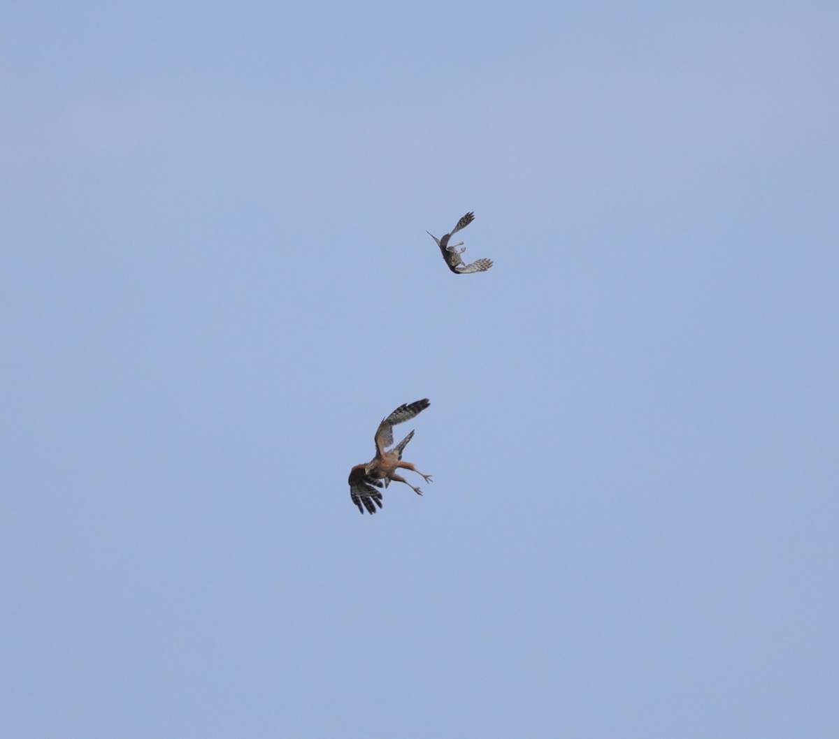 Red-shouldered Hawk - ML619933577