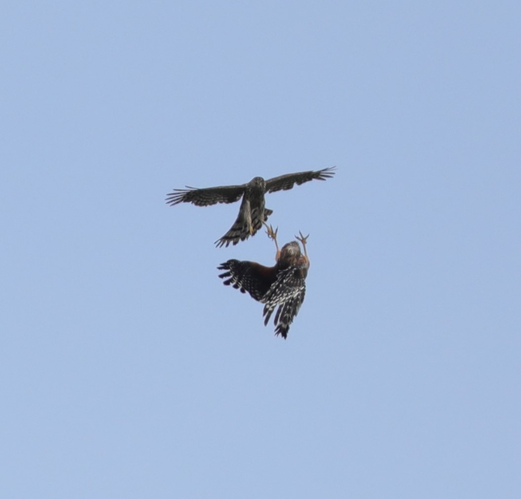 Red-shouldered Hawk - ML619933580