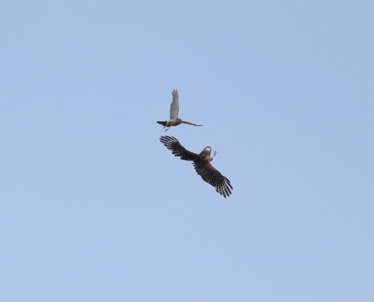 Red-shouldered Hawk - ML619933582