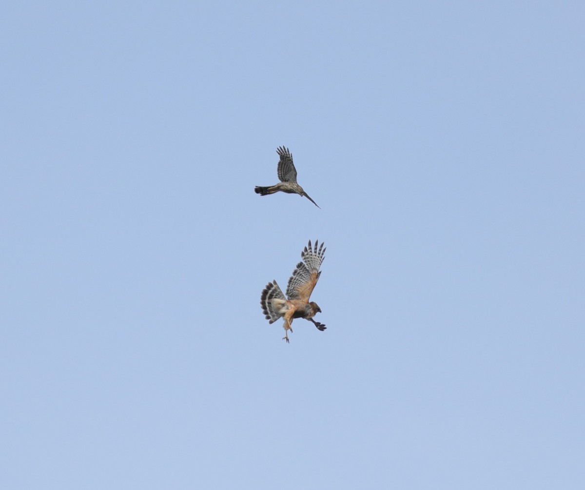 Red-shouldered Hawk - ML619933586