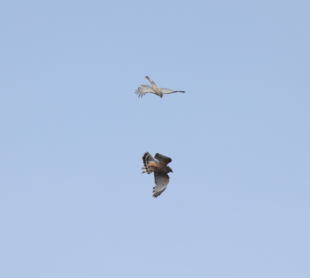 Red-shouldered Hawk - ML619933588