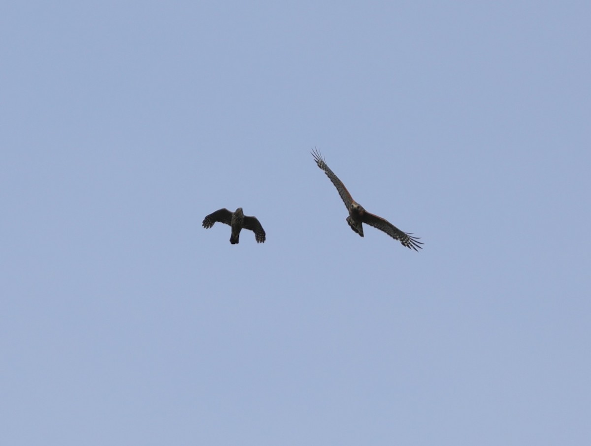 Red-shouldered Hawk - ML619933590