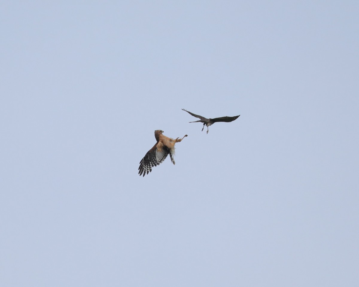 Red-shouldered Hawk - ML619933595