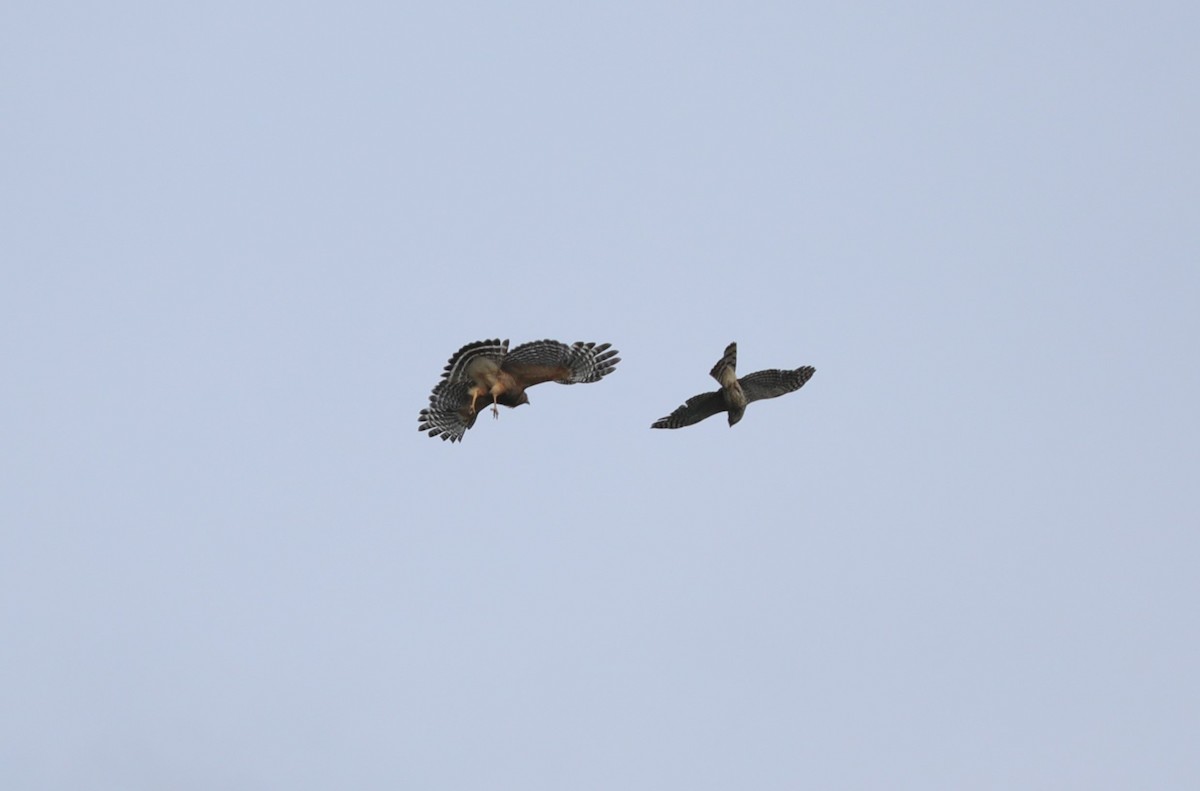 Red-shouldered Hawk - ML619933596