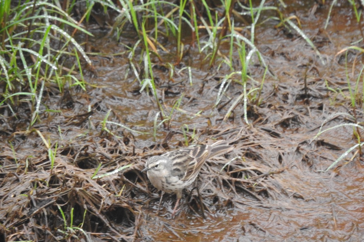 Rosy Pipit - ML619933601