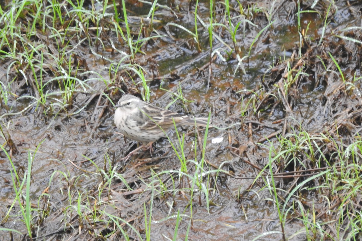 Rosy Pipit - ML619933602