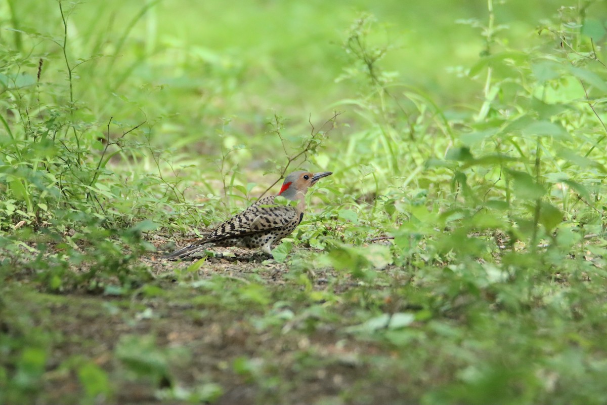 Northern Flicker - ML619933613