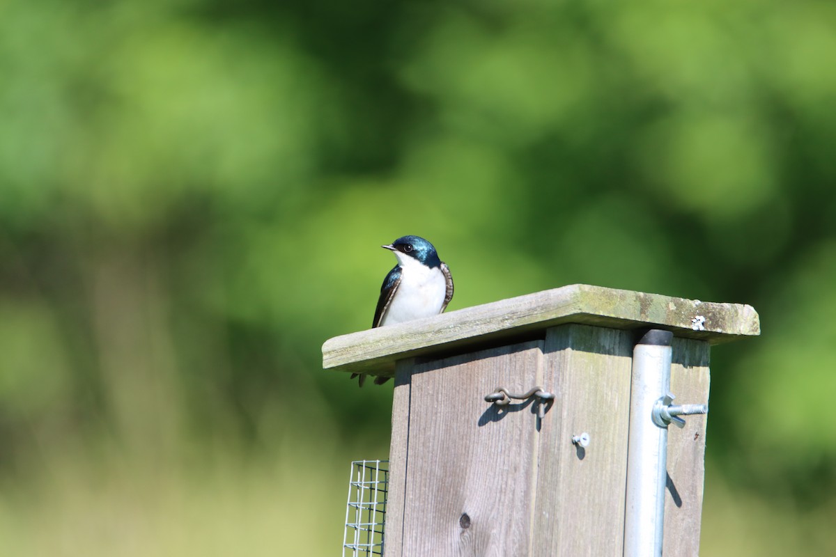 Tree Swallow - ML619933621