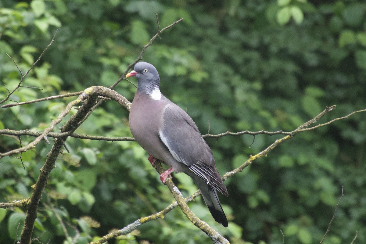 Common Wood-Pigeon - ML619933622